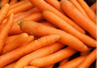 胡萝卜“Amsterdamska” - 早期品种 -  SEED TAPE - Daucus carota ssp. sativus  - 種子