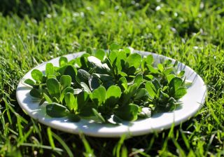 Baby Leaf - Portulak; Verdolaga, rote Wurzel, Pursley - 