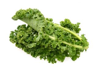 Kale "Corporal" - matala kasvava tummanvihreä, kiiltävät lehdet - 300 siementä - Brassica oleracea convar. acephala var. Sabellica - siemenet