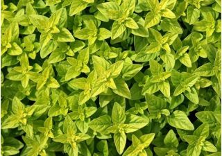 Bazsalikom Citromillatú - Ocimum basilicum citriodora - Élénk citrusos íz, amely feldob minden ételt! - Friss vetőmagok