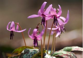 Erythronium - Purple King