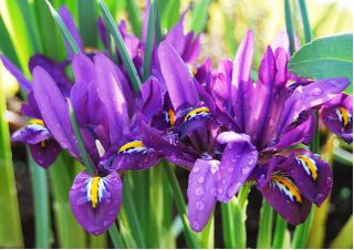 Våriris - George - paket med 10 stycken - Iris reticulata