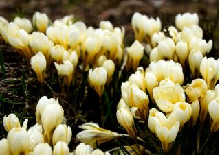 Sáfrány Cream Beauty - csomag 10 darab - Crocus Cream Beauty