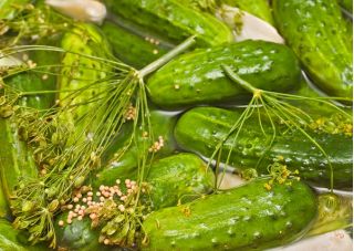 Okurka Parys semena - Cucumis sativus - 70 semen