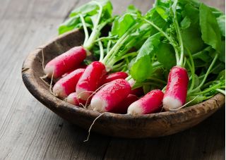 Lobak "Mila" - merah dengan tip putih - 850 biji - Raphanus sativus L. - benih