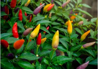 Home Garden - Mix di peperoncini piccanti - per coltivazioni indoor e balconate - Capsicum annum - semi