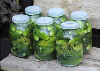 Cetriolo - Śremski F1 - Semi confettati - Freschezza succosa, resa elevata