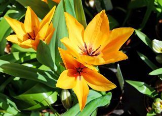 郁金香植物混合 - 郁金香植物混合 -  5个洋葱 - Tulipa botanical 