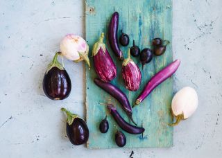 Aubergine - Mélange - Riche en saveur, légume polyvalent en cuisine - Graines fraîches