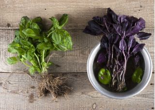 Taman Rumah - campuran varietas Basil - untuk budidaya dalam ruangan dan balkon; Great basil, Saint-Joseph "s-wort - 325 biji - Ocimum basilicum 