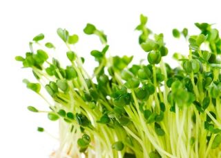 Semințe de germinare - pachet mare - set de 6 piese - 
