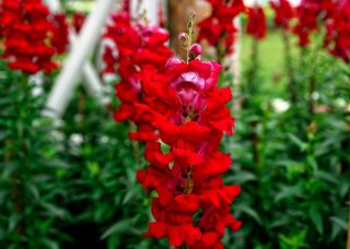 Bocca di leone comune - Rosso - Antirrhinum majus - semi