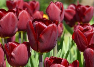 Tulipa Jan Reus - Tulipán Jan Reus - 5 květinové cibule