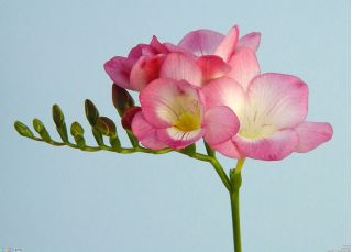 フリージアシングルピンク -  10球根 - Freesia