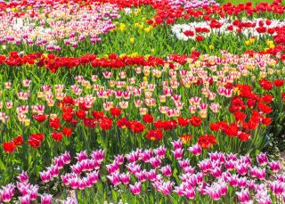 Lale seti - kırmızı, beyaz - pembe ve zambak - çiçek pembe - beyaz - 45 adet - 
