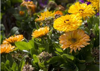 Maravilla olla enana - 240 semillas - Calendula officinalis