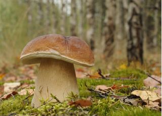 Spruce mushroom set + parasol mushroom - 5 species - mycelium, spawn