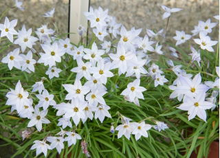 Ipheion - Starflower - "Alberto Castillo" - Paket Besar! - 100 pcs; Starflower musim semi - 