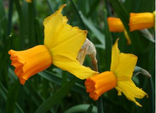 Narcissus Jetfire - Daffodil Jetfire - 5 bulbs