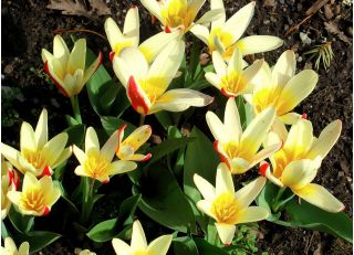 Tulipa Johann Strauss - Tulipan Johann Strauss - 5 lukovica