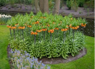 Set 2 – Orange crown imperial – 12 pcs; imperial fritillary, Kaiser's crown