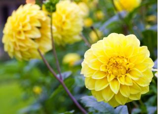 Dahlia Yellow