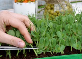 Microgreens - Mazare "Boogie" - frunze tinere cu gust excepțional - Pisum sativum - semințe