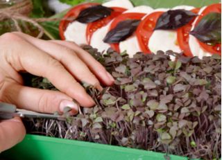 Microgreens - Zöld energia - az otthoni egészség és a létfontosságú erők forrása - 27 db-os készlet egy növekvő tartályral -  - magok