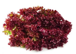 Laitue - Redin - 900 graines - Lactuca Sativa L. var. capitata
