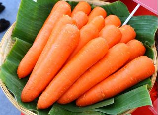 Carotte - Amsterdam 3 - Racines sucrées et juteuses pour récolte précoce - Graines fraîches