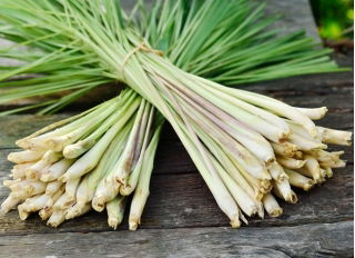 Citronella - 