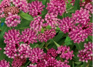 Mocsári tejzsír, rózsa tejfű, rózsa tejvirág, mocsári selyemfű, fehér indiai kender "Hamupipőke" - 60 vetőmag - Asclepias incarnata Cinderella - magok