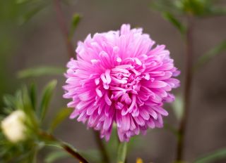ピンクの菊の花アスター「ベリル」 -  250種子 - Callistephus chinensis - シーズ