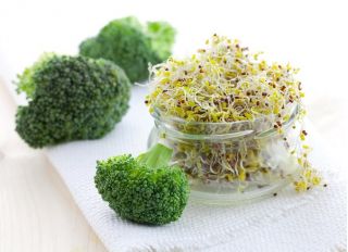 Semillas que brotan - Brotes ricos en vitamina B - Juego de 9 piezas + sprouter con 3 bandejas - 