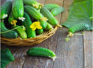 Uborka - Dar - BIO - 110 magok - Cucumis sativus