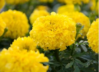 Großblumige Studentenblume "Mona"