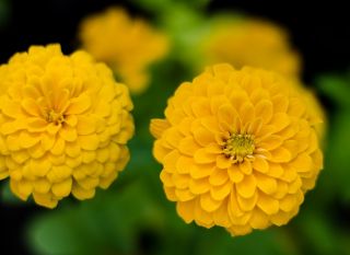 Cây thược dược có hoa "Bình minh vàng" - màu vàng - 108 hạt - Zinnia elegans