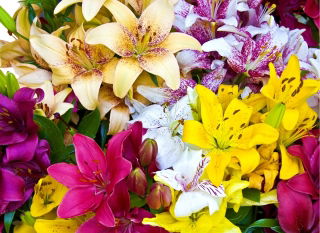 Lily - valg af 3 blomsterløg