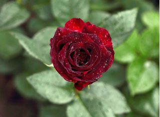 Rosa de flores grandes - carmesí - plántulas en maceta - 