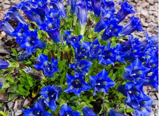Tárnics - színkeverék - Gentiana - magok