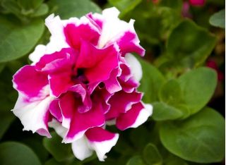 Seme Petunije Purple Pirouette - Petunia x hybrida fl. pl - 50 semen -  Petunia x hybrida fl. pl.  - semena