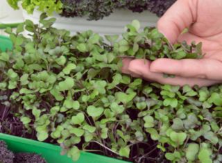 Microgreens - Zöld energia - az otthoni egészség és a létfontosságú erők forrása - 27 db-os készlet egy növekvő tartályral -  - magok