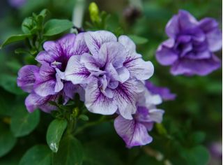 Petunia gefüllte Duo F1 Samen - Petunia multiflora fl.pl. - 10 Samen