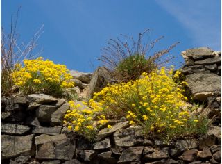 Graines d'Alysson des montagnes - Alyssum montanum - 500 graines