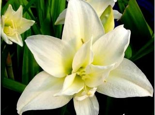 Ridderstjerner - Jewel - Hippeastrum