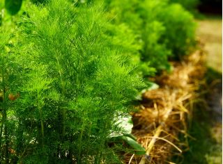 Endro - Amat - Anethum graveolens L. - sementes