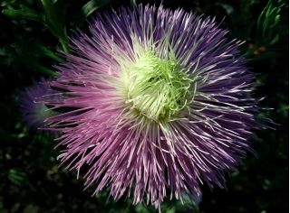 Callistephus chinensis - 450 sementes - Rapsodia