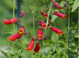 Chilean Glory Flower mixed seeds - Eccremocarpus scaber - 100 seeds