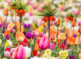 Orange crown imperial  and a tulip mix – 18 piece set