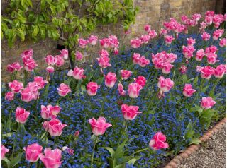 Tulipan Innuendo - pakke med 5 stk - Tulipa Innuendo